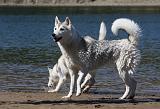 SIBERIAN HUSKY 582